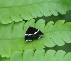 Alampla arcifraga