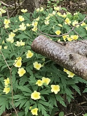 Anemonoides × lipsiensis