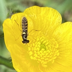 Sphaerophoria rueppellii