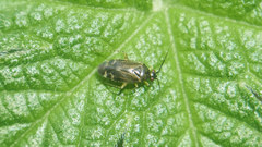 Plagiognathus amurensis