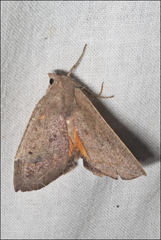 Mnesampela heliochrysa