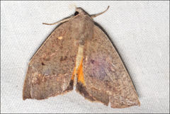 Mnesampela heliochrysa