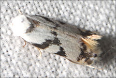Opostegidae