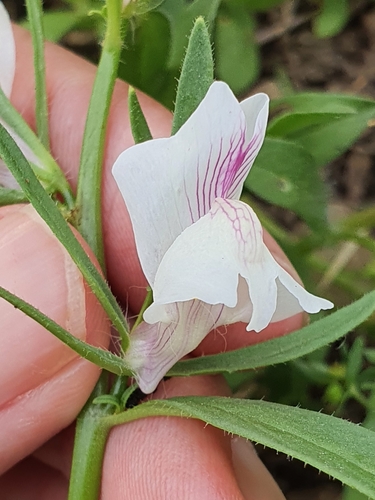 Image of Misopates calycinum by (c) Mehdi Chetibi, some rights reserved (CC BY)