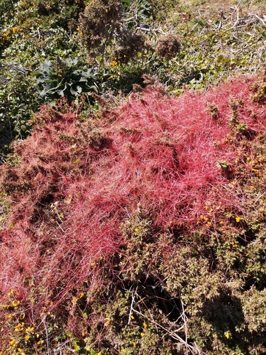 Cuscuta epithymum iNat (1)