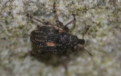 Rhinoncus leucostigma