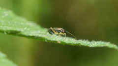 Plagiognathus amurensis