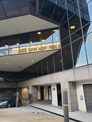 Leiothlypis peregrina