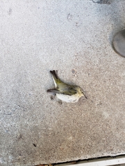 Leiothlypis peregrina