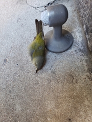 Leiothlypis peregrina