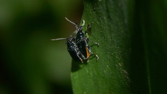 Lema concinnipennis