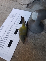 Leiothlypis peregrina