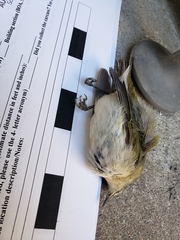 Leiothlypis peregrina