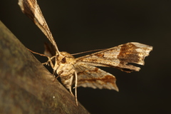 Krananda oliveomarginata