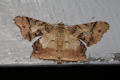 Krananda semihyalina