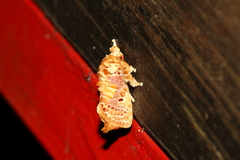 Demonarosa rufotessellata