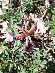 Astragalus monspessulanus