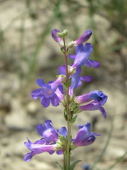 Penstemon cyananthus