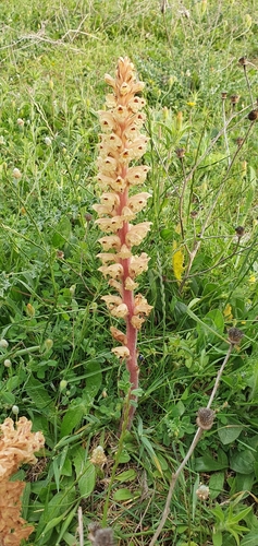 Orobanche amethystea image