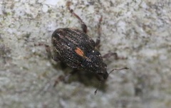 Rhinoncus leucostigma