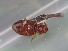 Bradycellus verbasci