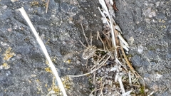 Phalangium opilio