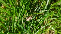 Phalangium opilio