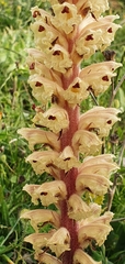 Orobanche amethystea image