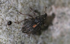 Rhinoncus leucostigma