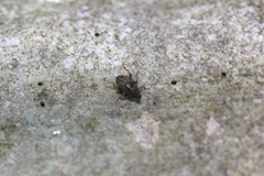 Rhinoncus leucostigma