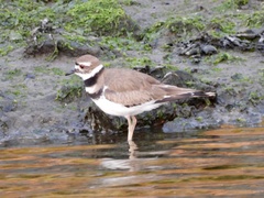 Charadrius vociferus