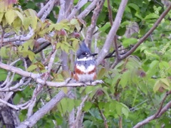 Megaceryle alcyon