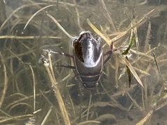 Dytiscus marginalis