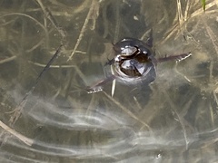 Dytiscus marginalis