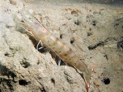 Penaeus californiensis