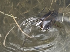 Dytiscus marginalis
