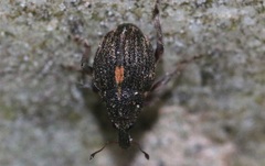 Rhinoncus leucostigma