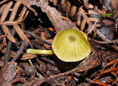 Entoloma rodwayi