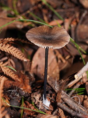 Entoloma albidocoeruleum