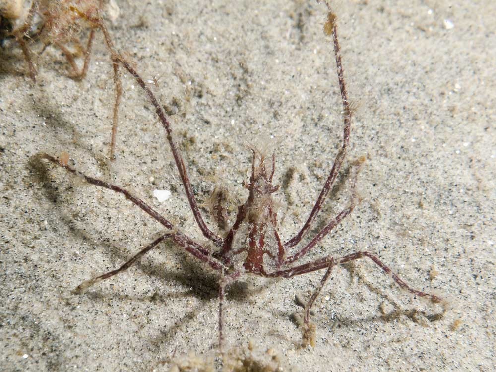 Erileptus
