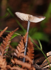 Entoloma albidocoeruleum