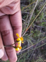 Senecio crassiusculus