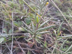 Senecio crassiusculus