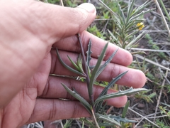 Senecio crassiusculus