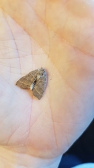 Ipimorpha pleonectusa