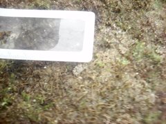 Pachygrapsus marmoratus