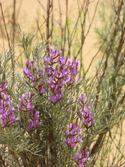 Astragalus brachylobus