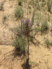 Astragalus brachylobus