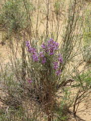 Astragalus brachylobus