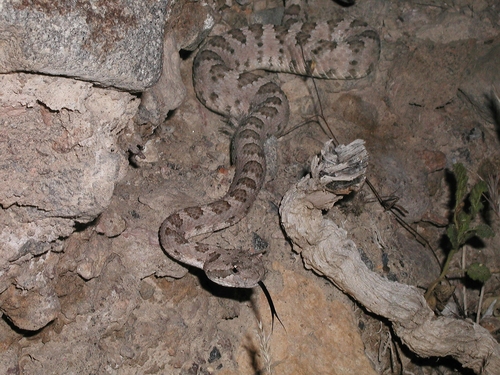 Sidewinder, Inyo County, CA, USA, photo 7 of 10